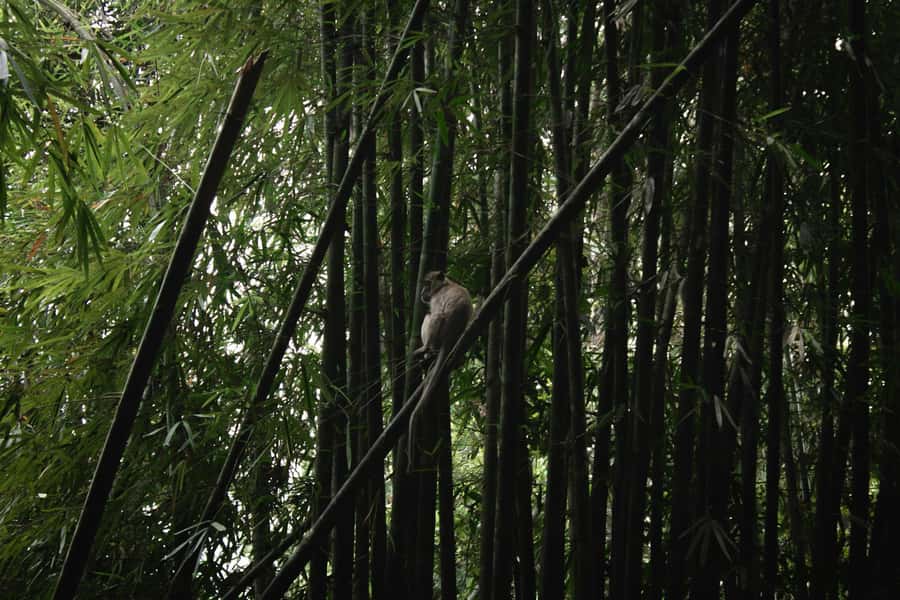 Khao Sok: Private Day Trekking, Jungle Dinner & Night Safari - Who this tour suits best (and who should skip it)