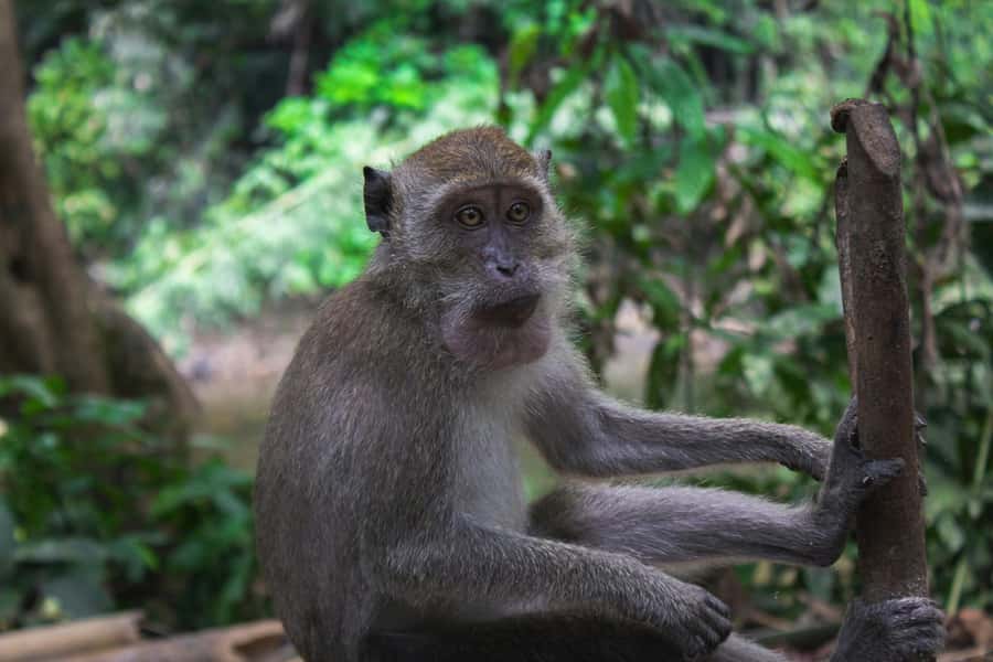 Khao Sok: Private Day Trekking, Jungle Dinner & Night Safari - Traditional jungle dinner: why bamboo cooking is the main event