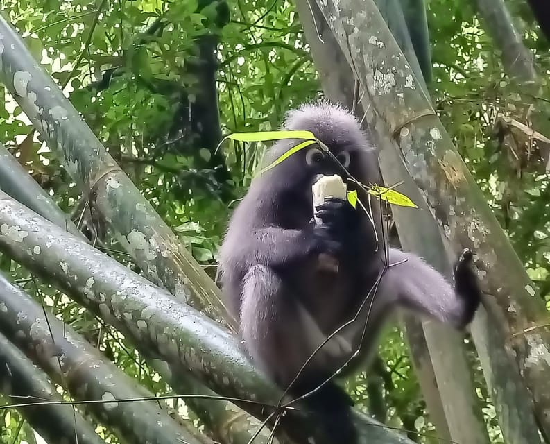 Khao Sok: Private Day Trekking, Jungle Dinner & Night Safari - The night safari: spotting nocturnal life after dark