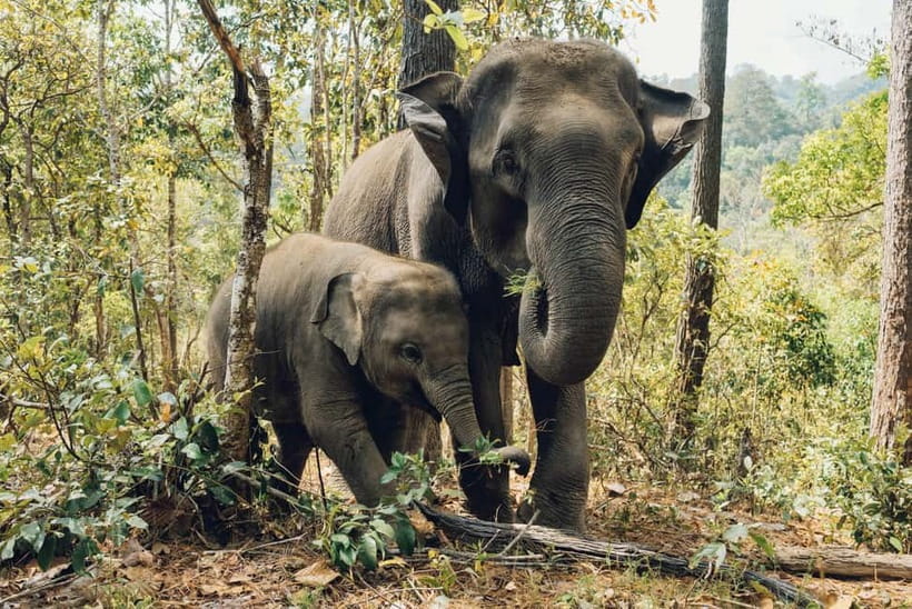 Khao Sok: Private Ethical Elephant Sanctuary Adventure - Key points I’d bookmark before you book