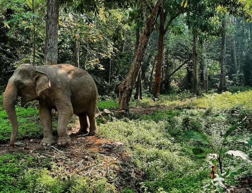 Khao Sok: Private Ethical Elephant Sanctuary Adventure - Khao Sok, in 2.5 hours: how this private tour fits your day