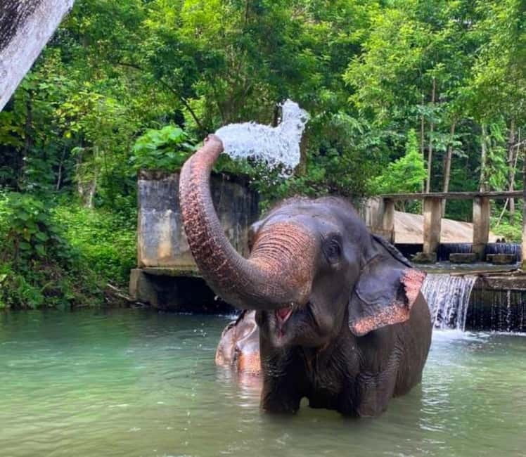Khao Sok: Private Ethical Elephant Sanctuary Adventure - The ethical elephant sanctuary: what you do (and what you avoid)