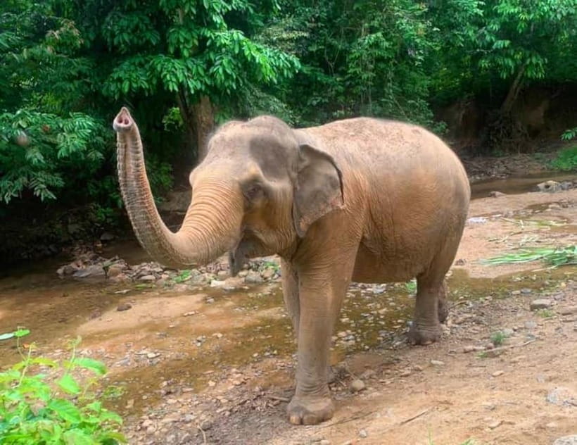 Khao Sok: Private Ethical Elephant Sanctuary Adventure - Feeding time: why it’s the highlight (and how to make it meaningful)