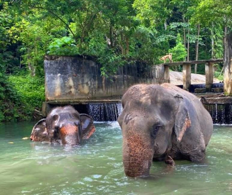 Khao Sok: Private Ethical Elephant Sanctuary Adventure - Mae Waterfall vibes vs. river time: reading the mud bath moment