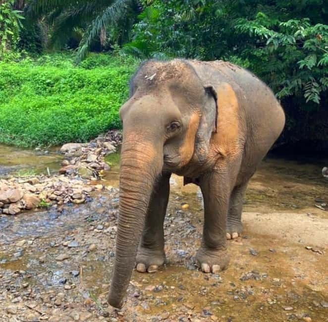 Khao Sok: Private Ethical Elephant Sanctuary Adventure - What’s included in the $62 price, and whether it’s a fair deal