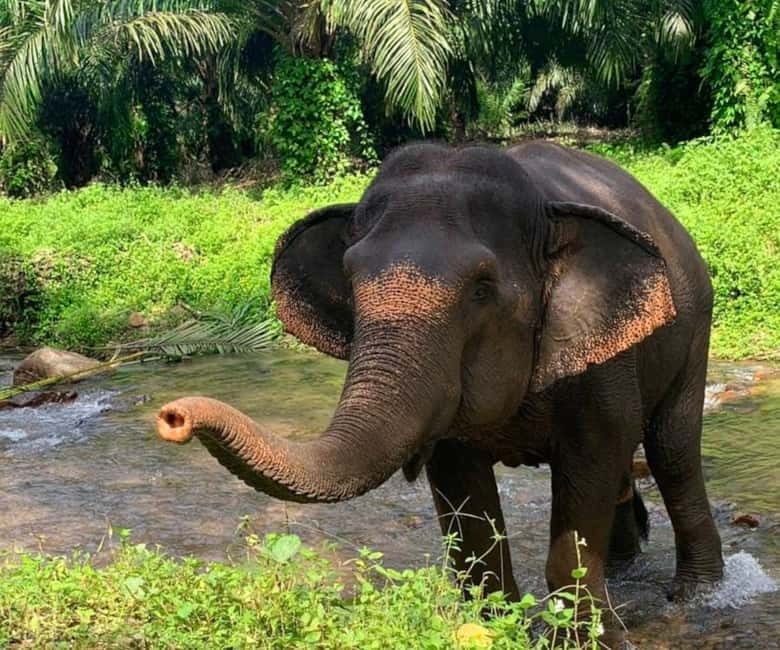 Khao Sok: Private Ethical Elephant Sanctuary Adventure - Packing and preparation: small things that prevent big annoyances