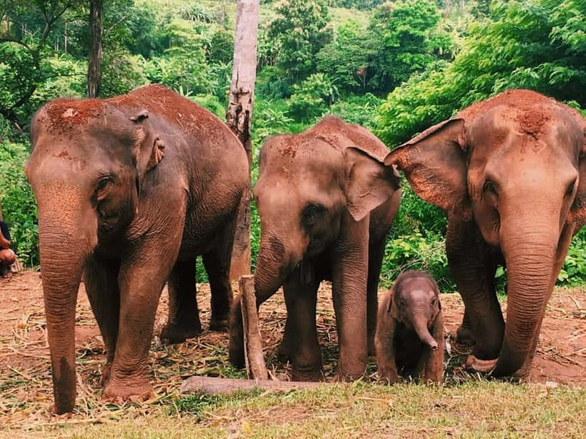 Khao Sok: Private Ethical Elephant Sanctuary Adventure - Who should book this tour, and who should skip it