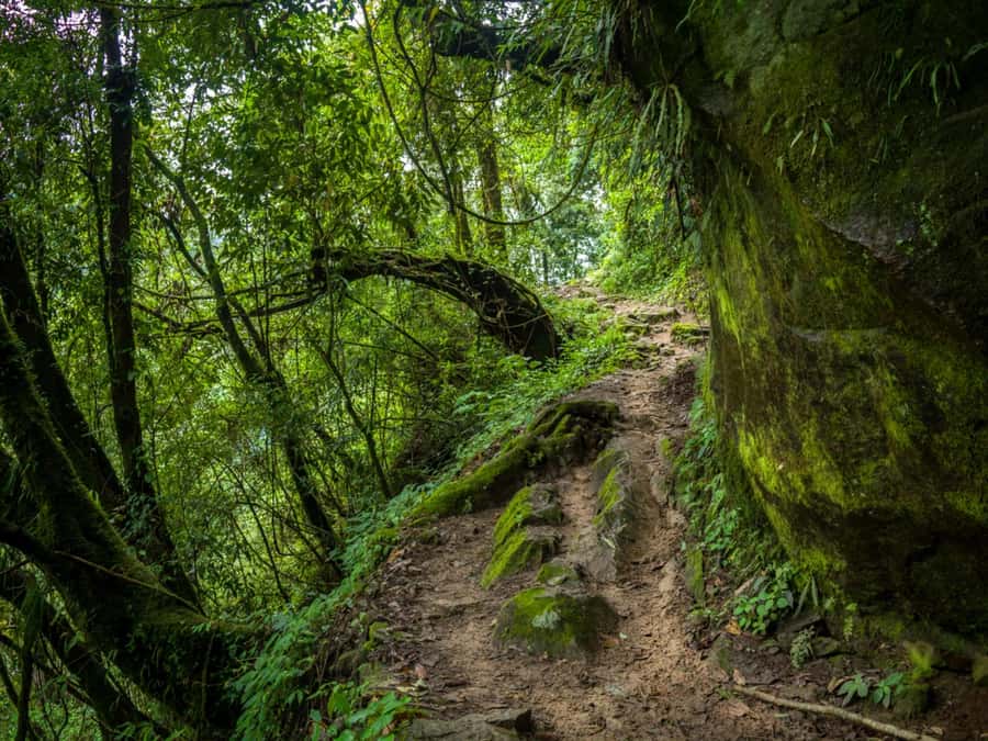 Khao Sok: Private Jungle Trek, Waterfall Swim & Bamboo Lunch - Wildlife Spotting: Better With a Guide Who Can Read the Forest