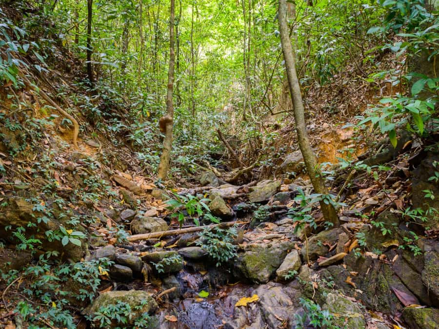 Khao Sok: Private Jungle Trek, Waterfall Swim & Bamboo Lunch - Should You Book It?