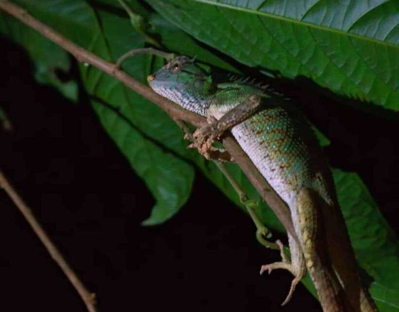 Khao Sok: Private Night Safari Adventure w/ Hotel Transfer - What You Might See: Insects, Reptiles, and the “Small Wildlife” Moment