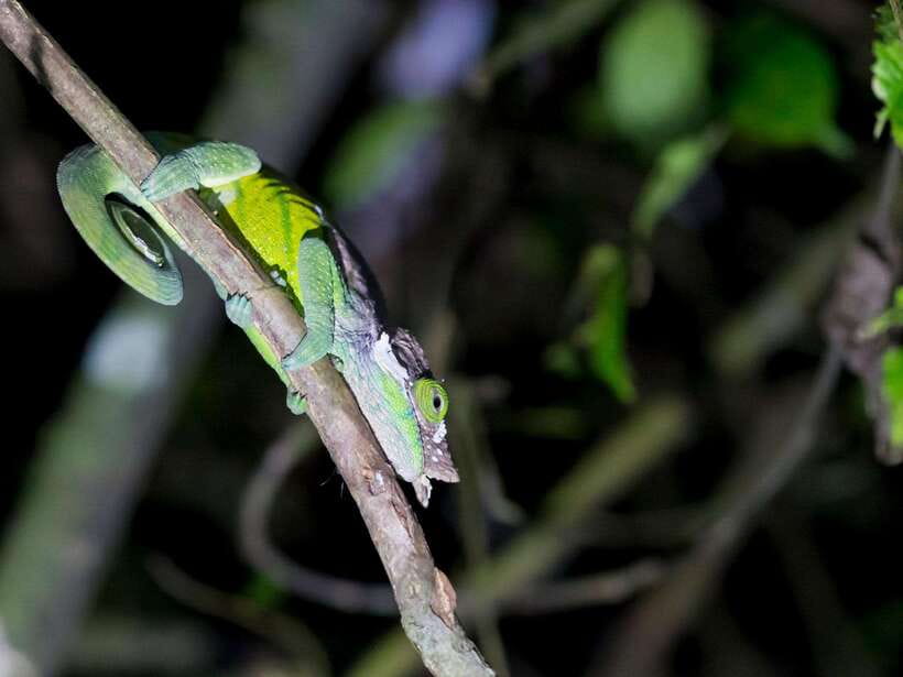 Khao Sok: Private Night Safari Adventure w/ Hotel Transfer - Should You Book This Khao Sok Night Safari?
