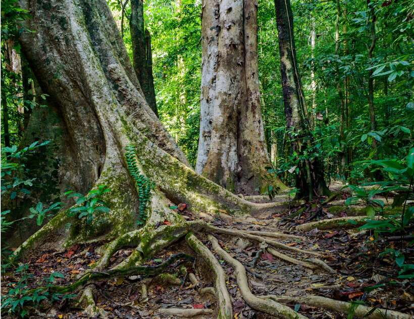 Khao Sok: Private Waterfalls and Wildlife Half-Day Trek - Who should book this half-day waterfall and wildlife trek