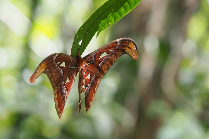 Khao Sok Rainforest | Hiking & Bamboo Rafting - Guides and wildlife spotting: the difference between seeing and knowing