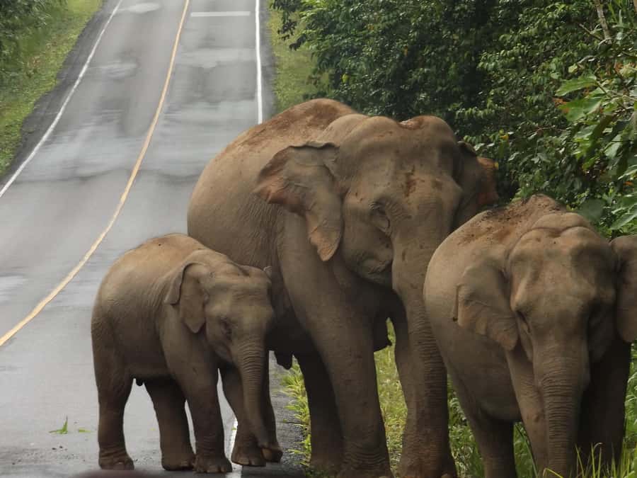 Khao Yai National Park: 2-Day Private Tour from Bangkok - Buddhist cave temple stop: calm, then chaos (the bats)