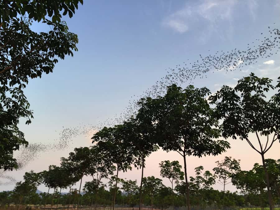 Khao Yai National Park: 2-Day Private Tour from Bangkok - Eco Valley Lodge base and the first taste of Khao Yai at dusk