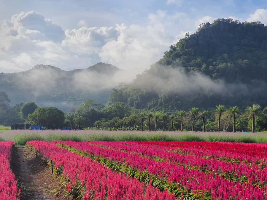 Khao Yai: Private Custom Tour with Driver From Bangkok - Wine tasting in Khao Yai: a slower side of the same region