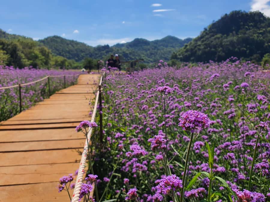 Khao Yai: Private Custom Tour with Driver From Bangkok - Thai meals and scenic dining without overcomplicating the day