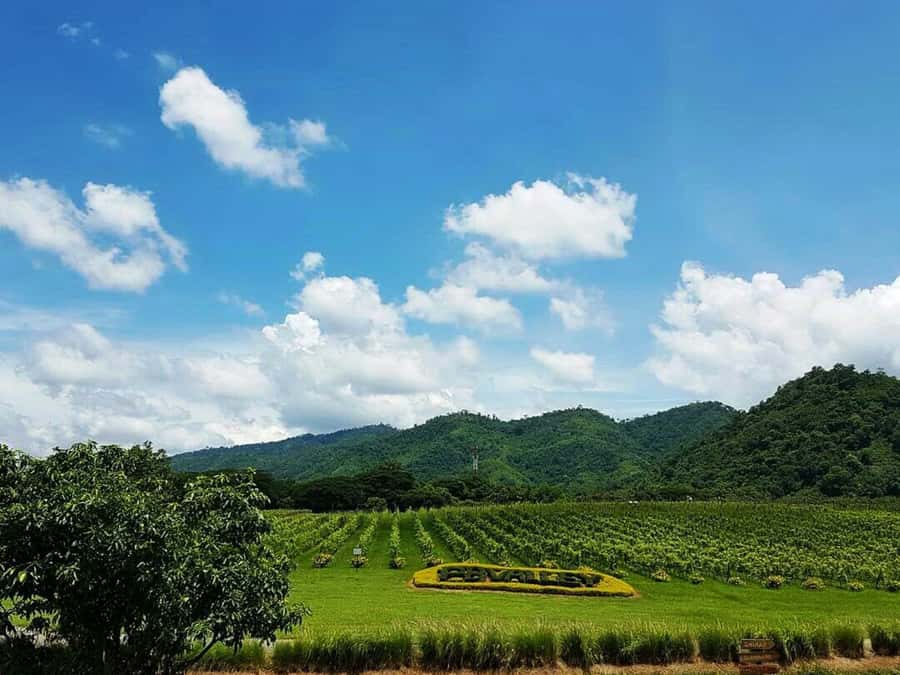 Khao Yai Vineyard Tasting Tour & Horse Farm Visit - Quick takes before you go