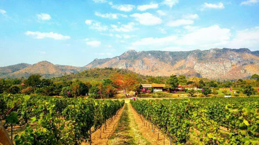 Khao Yai Vineyard Tasting Tour & Horse Farm Visit - Thai wine tasting and the little museum: what you’ll actually get