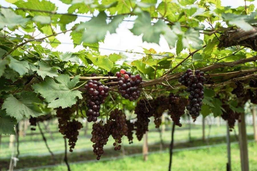Khao Yai Vineyard Tasting Tour & Horse Farm Visit - Fruit orchards, flower gardens, and a real lunch at Great Hornbill