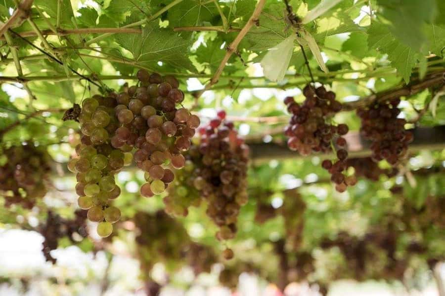Khao Yai Vineyard Tasting Tour & Horse Farm Visit - Pak Chong horse farm: feeding animals, grooming time, and the riding reality