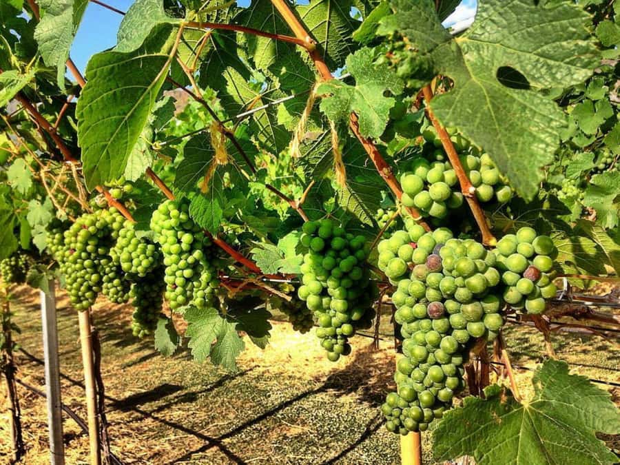 Khao Yai Vineyard Tasting Tour & Horse Farm Visit - Timing, comfort, and who this tour fits best