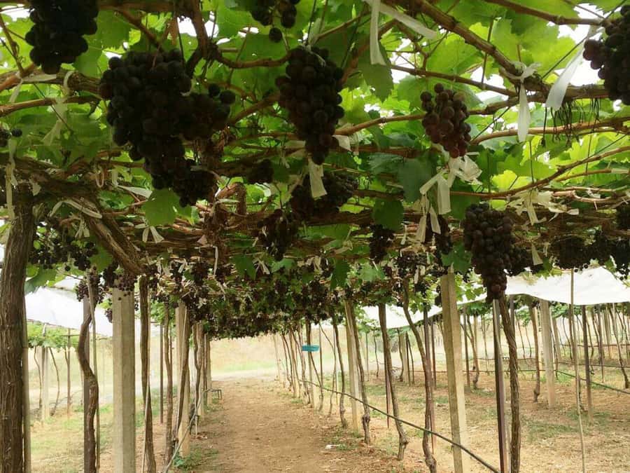 Khao Yai Vineyard Tasting Tour & Horse Farm Visit - Price check: does $189 buy real value?