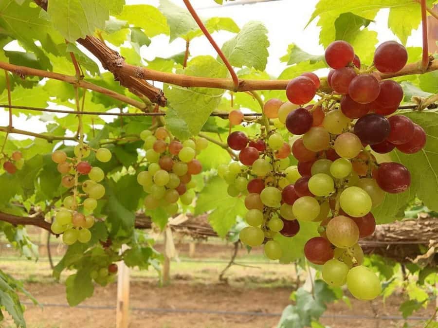 Khao Yai Vineyard Tasting Tour & Horse Farm Visit - Practical packing tips (and what to wear for the farm)