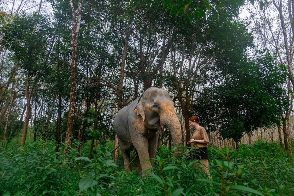 Khaolak: Begin the Day with Elephants - Walk and Feed Tour - Feeding Elephants: How the Tour Keeps It Ethical