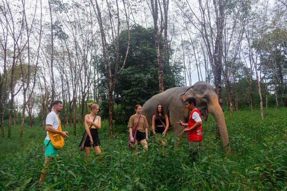 Khaolak: Begin the Day with Elephants - Walk and Feed Tour - Jungle Stroll: Why the Second Walk Feels Different