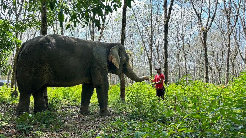 Khaolak: Begin the Day with Elephants - Walk and Feed Tour - Photography and Touch: How to Make the Most of Your Time