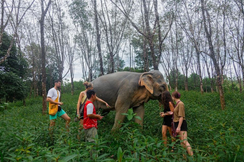 Khaolak: Begin the Day with Elephants - Walk and Feed Tour - Who This Elephant Walk Tour Is Perfect For