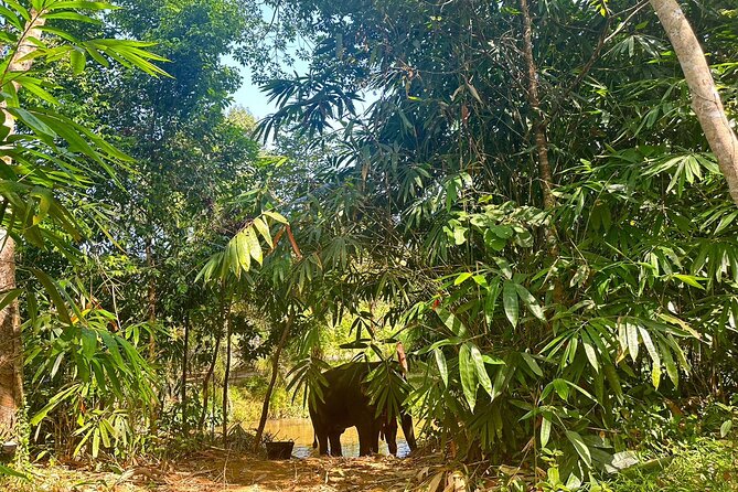 Khaolak Elephant Sanctuary, Cooking Class and Waterfall Tour - The market stop: why buying elephant food locally is more meaningful than it sounds