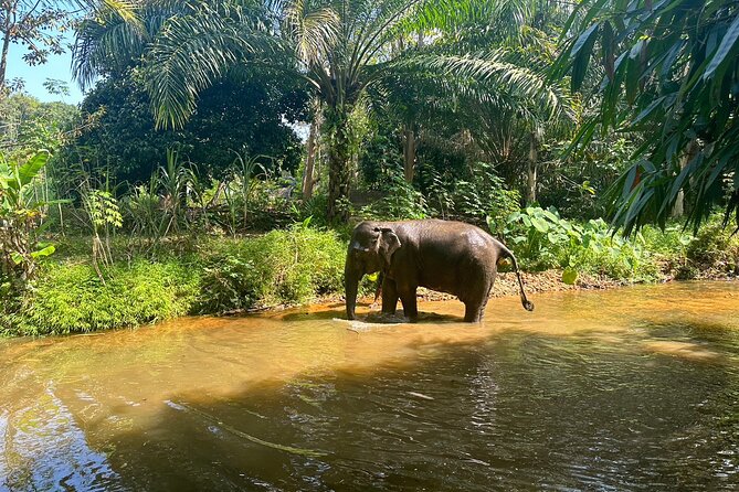Khaolak Elephant Sanctuary, Cooking Class and Waterfall Tour - Lunch at the elephant camp: when you should slow down