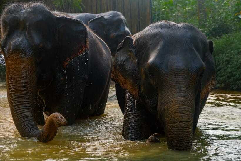Khaolak: Elephant Sanctuary Guided Tour with Hotel Transfers - Duration and Pacing: Getting Real Value From a One-Hour Tour
