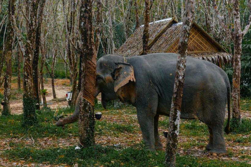 Khaolak: Elephant Sanctuary Guided Tour with Hotel Transfers - Price and Value: Is $57 Worth It in Khao Lak?