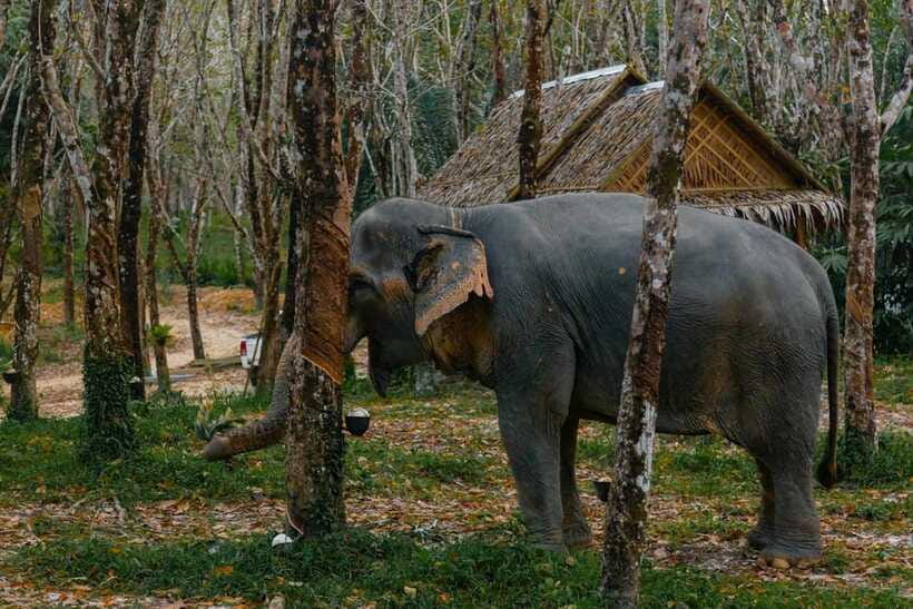 Khaolak: Elephant Sanctuary Guided Tour with Hotel Transfers - Who Should Book This Tour (and Who Might Want Another Option)