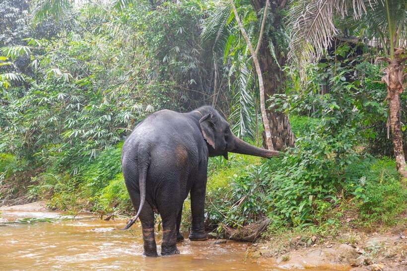 Khaolak: Elephant Sanctuary Guided Tour with Hotel Transfers - Hotel Pickup and Transfers Around Khao Lak
