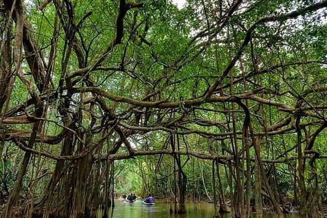 Khaolak Nature & Culture Tour with Lunch - Little Amazon canoeing: wildlife spotting from the water