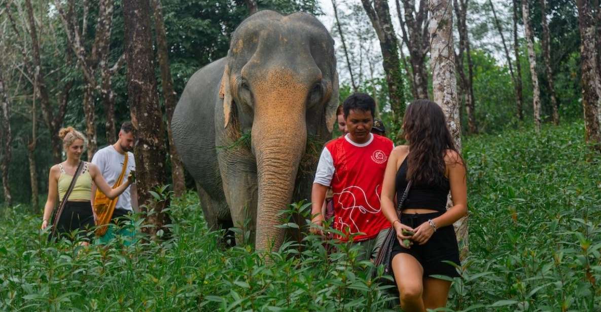 Khaolak: Sunset Elephant Walk with Complimentary Cocktail - The feeding session: close, calm, and elephant-controlled