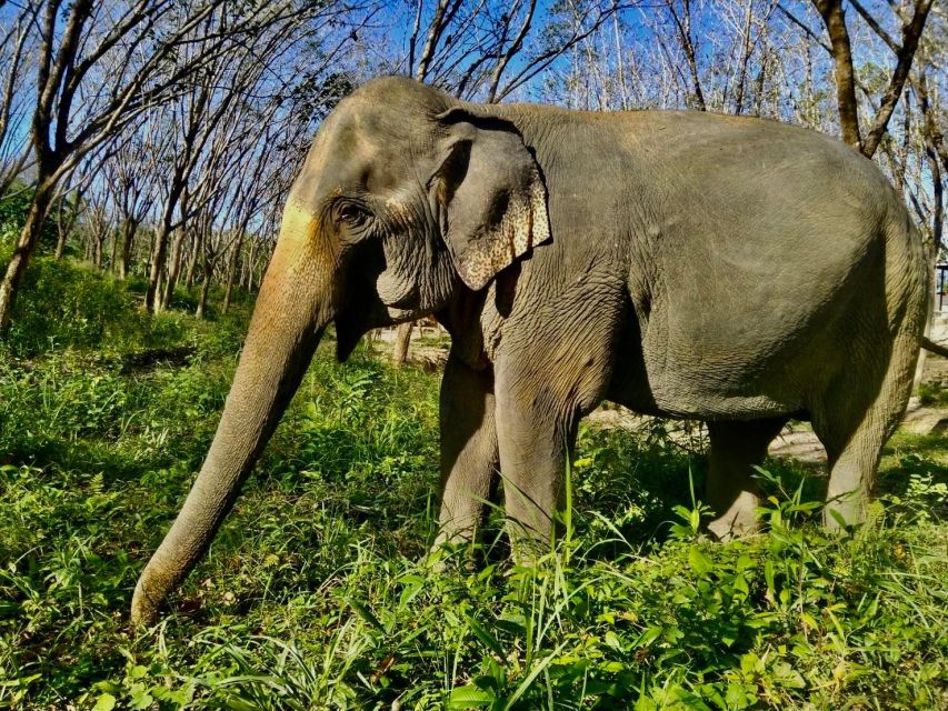 Khaolak: Sunset Elephant Walk with Complimentary Cocktail - The jungle walk: short route, real atmosphere, and bug reality