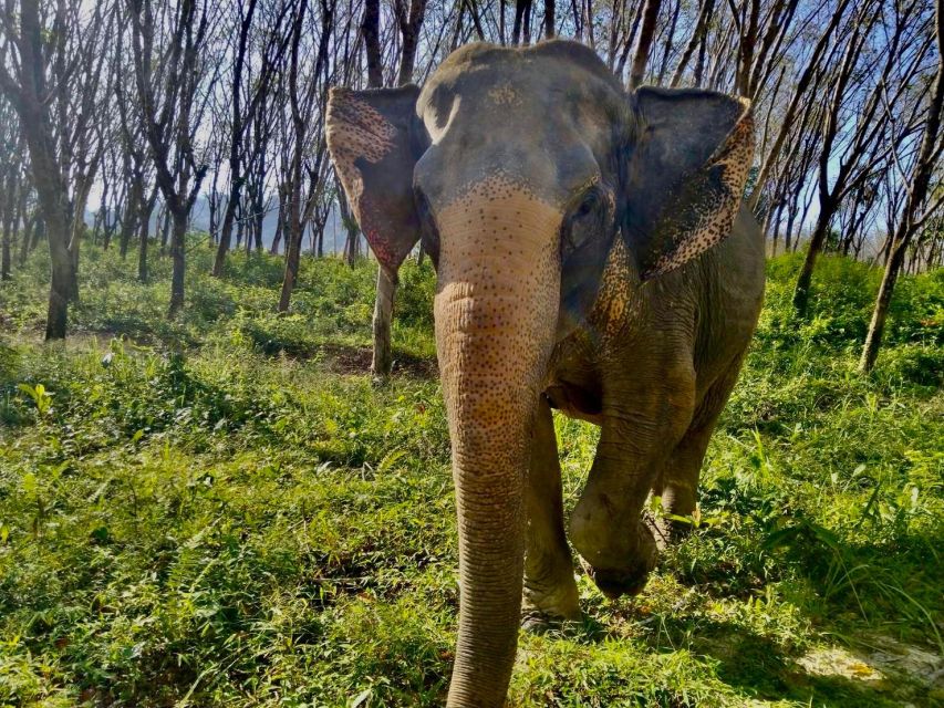 Khaolak: Sunset Elephant Walk with Complimentary Cocktail - Practical rules you’ll want to follow