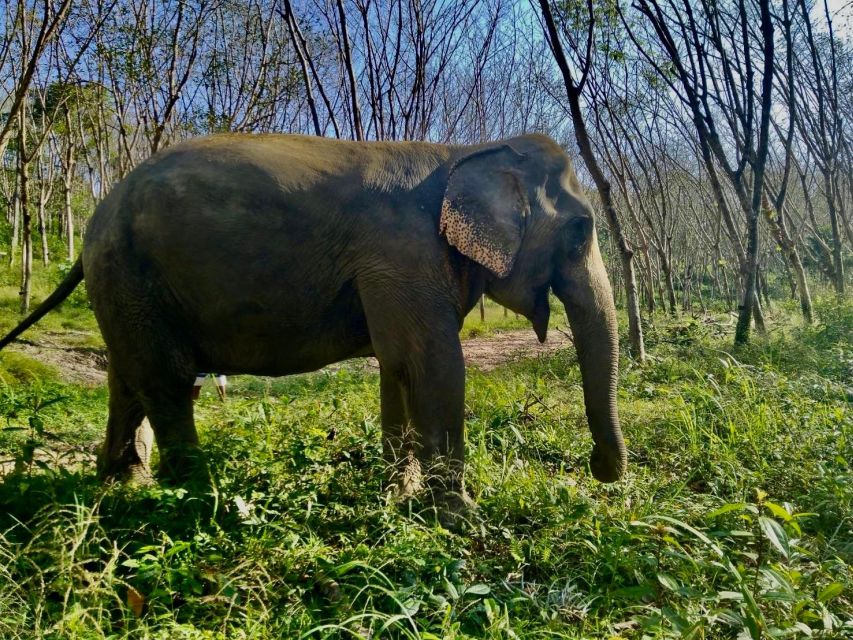 Khaolak: Sunset Elephant Walk with Complimentary Cocktail - Should you book the Sunset Elephant Walk with Complimentary Cocktail?