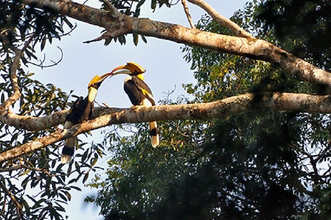 Khaosok Jungle Exploration from Khaolak - The rainforest trek: seeing life you’d otherwise miss