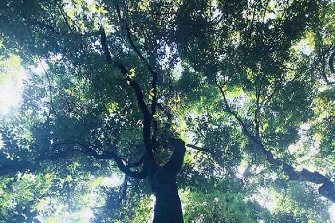 Khaosok Jungle Exploration from Khaolak - Price and value: what $94.10 buys you in the real world