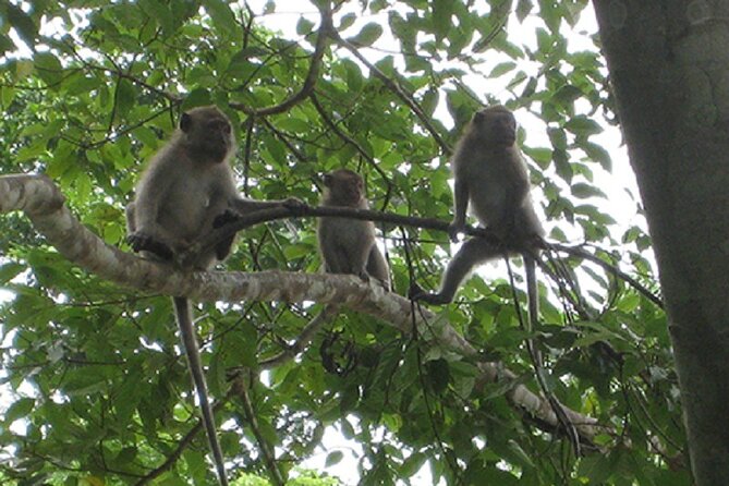 Khaosok Jungle Exploration from Khaolak - Who should book this Khao Lak to Khao Sok day trip