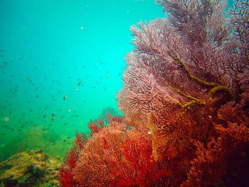 Ko Lanta: 4 Islands Snorkeling Tour by Longtail Boat - Koh Ma (Horse Island): second snorkeling, second chance at fish