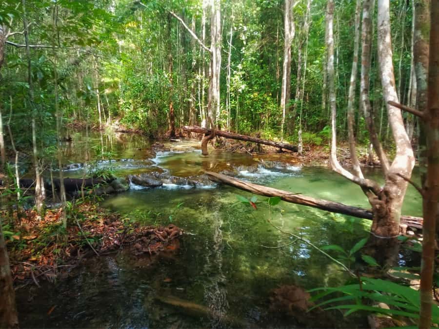 Ko Lanta: Full Day Emerald Pool&Hot Spring With Tiger Temple - Set lunch in the middle of the day