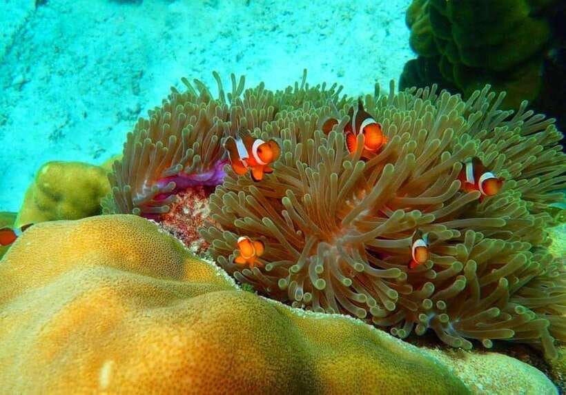 Ko Lanta: Full-Day Snorkel Trip to Phi Phi & Bamboo Islands - From Koh Lanta to Phi Phi: the ride setup that saves time