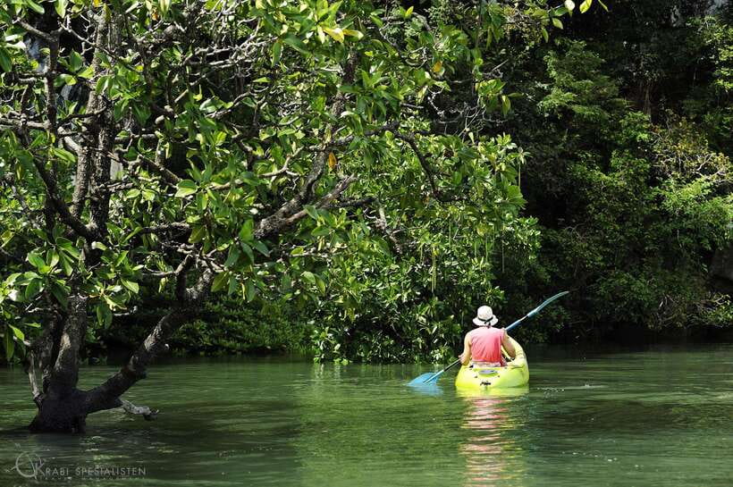 Ko Lanta: Half-Day Mangrove Kayaking Tour with Lunch - The Monkey Stop: Fun, Controlled, and Worth Your Respect